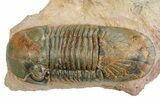 Large, Prone Paralejurus Trilobite Fossil - Lghaft, Morocco #350435-2